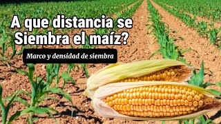 A que distancia se siembra el maíz 🌽 Marco y densidad de plantación ✅ [upl. by Filmer]