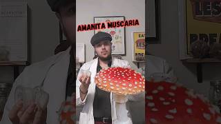 Amanita Muscaria Mycelium Agar amp Liquid Culture Update 🍄✨ AmanitaMuscaria Mycology impossible [upl. by Atsiuqal]