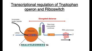 Transcriptional regulation of Tryptophan operon and Riboswitch [upl. by Mavra]