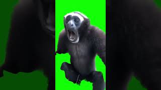 Gibbon Monkey screaming meme  GreenScreen [upl. by Mccallion694]