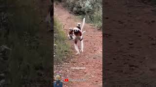 Jumping around lemur sifaka shorts lemur madagascar [upl. by Yelnik]