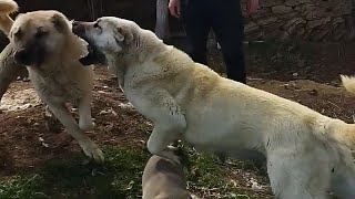 şenge çok sinirli yavruyu babasının yanına götürdüm anne yavrusuna köpek yaklaştırmadı [upl. by Airdnek]