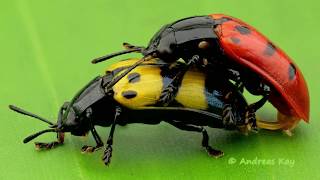 Leaf Beetles mating in the Amazon rainforest of Ecuador [upl. by Ridglee787]