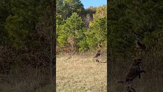 Wirehaired pointing griffon says it is time wirehairedpointinggriffon [upl. by Atival181]