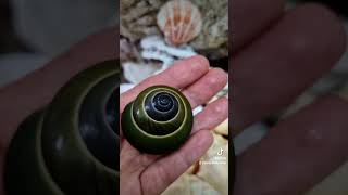 Asperitas everetti💚 Amazing land snail 🐌 shells snail collectibles decoration [upl. by Adnauqal]