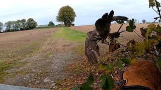 Goshawk Hunting Rooks [upl. by Yedarb]