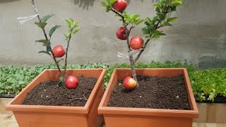 COMO TENER MANZANA EN MACETA Y ADELANTAR SU TIEMPO DE PRODUCION INJERTOS [upl. by Anadal]