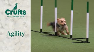 Agility  Rescue Dog  Crufts 2024 [upl. by Ednil]