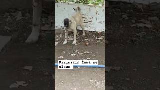 Dişi Anadolu aslanı kangal anadoluçobanköpeği köpek dog doglover malakli keşfet sürüköpeği [upl. by Rtoip982]