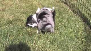 Skidmore Mini Aussie Puppy WrestleMania [upl. by Caitlin]