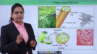 Class10th – Simple Permanent Tissue Sclerenchyma  Anatomy of Flowering Plant  Tutorials Point [upl. by Laure]