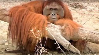 Incredible Orangutan Moments Part 2  Top 5s  BBC Earth [upl. by Sylera]