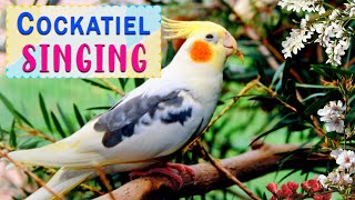 Happy cockatiel singing  Best way to cockatiel singing training [upl. by Procto]