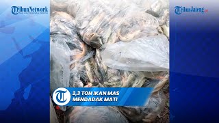 Duh 23 Ton Ikan Mas Mendadak Mati Petani Rugi Puluhan Juta [upl. by Damalis667]