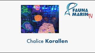 FaunaMarin  CORAL Spotlight Chalice Korallen [upl. by Normi]