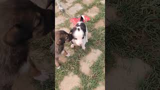 Cuttness nature funny cat pets dog [upl. by Pelmas]