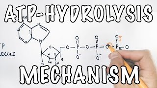 Mechanism of ATP Hydrolysis [upl. by Lorrad]