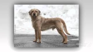 Styrian Roughhaired Mountain Hound Dog breed [upl. by Glover953]