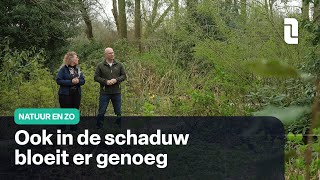 Tips voor een tuin in de schaduw  Natuur en Zo 🌿 [upl. by Nide]