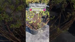 Спірея японська Літл Прінцесс Spiraea japonica Little Princess компактна рожеві квіти для живоплотів [upl. by Ahsenot]