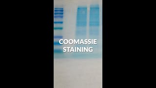 How Coomassie staining works in protein analysis shorts [upl. by Oicnoel550]