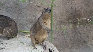 Kaapse klipdassen  Cape hyraxes  Diergaarde Blijdorp [upl. by Calhoun]