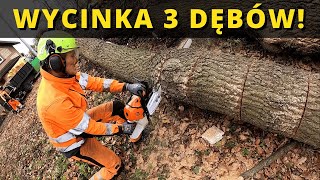 Wycięliśmy 3 dębcoki Przetestowaliśmy dwie mini ładowarki Stihl MS500i w końcu użyta [upl. by Penelopa]