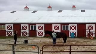 🐎 EARLY SADDLING WORK WITH A YOUNG HORSE ITS NOT JUST ABOUT GETTING A SADDLE ON 🐎 [upl. by Ruddy884]