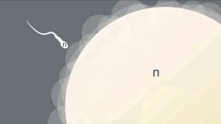 Formation of Gametes [upl. by Merill]