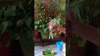 Planting two spider plants in one container🌱🌱diyhangingpotplantsgardennatureyoutubeshorts [upl. by Japha]