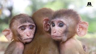 Orphaned Baby Monkeys at Wildlife SOS [upl. by Waugh438]