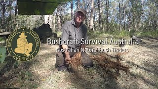 Bushcraft Survival Australia – Natural Bush Tinders [upl. by Nylla]