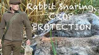 Rabbit Snaring Crop Protection [upl. by Siladnerb990]