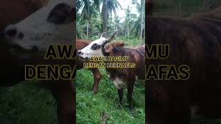 PETERNAK SAPI LEMBU shorts cow sapi [upl. by Ivad]