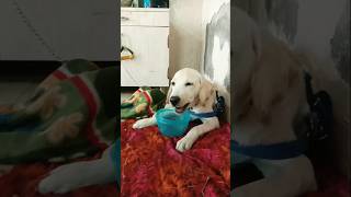 Sandy🥰sandy doglover labrador puppy trending shorts viralvideos labradorretriever [upl. by Zurciram]