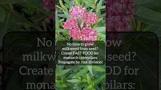 quotFast Foodquot for monarch caterpillars Try propagating Swamp Milkweed by root division garden [upl. by Rednazxela15]