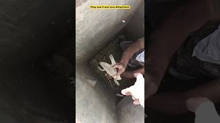 Monitor Lizard fell into the Undergrounds water tank [upl. by Kimbra]