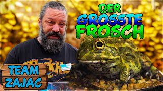 GRÖSSTER FROSCH DER WELT  Zoo Zajac [upl. by Solon]