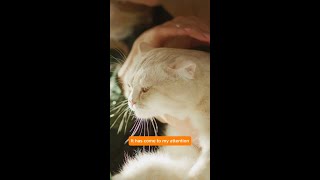 More pets  happier pet 😹 [upl. by Rekyr]