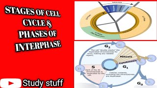 The Cell Cycle Stages and PhasesA Biology Lecture for Students [upl. by Kali]