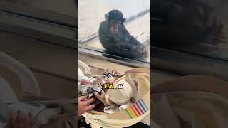 Le sourire incroyable dun chimpanzé en voyant un bébé au zoo [upl. by Agler]