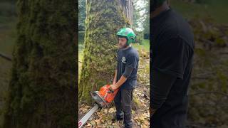 Dropping a big rotten Cottonwood with a Husqvarna 592xp [upl. by Llednohs]