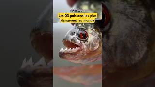 Les 03 poissons les plus dangereux au monde shorts shortvideo fish fishing poisson dangerous [upl. by Anemaj]