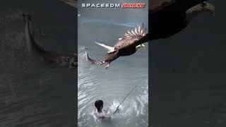 AMAZING THE EAGLE TAKES THE FISHING CATCH [upl. by Nicol]