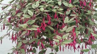 Magellanica Versicolor Fuchsia [upl. by Hermon883]