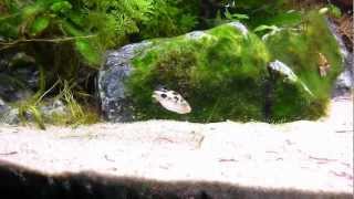 Aquarium Puffer Freshwater sole  Achirus Achirus crystal red shrimp Rasbora Galaxy [upl. by Martie233]