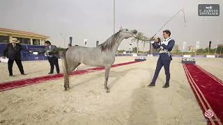 N 3 Yosr Seso The Egyptian Event Cairo 2024 Class 1 SE Yearling Fillies Class 1 [upl. by Atinhoj990]