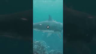 Secrets of the Megalodon Shark…shorts [upl. by Sebastien]