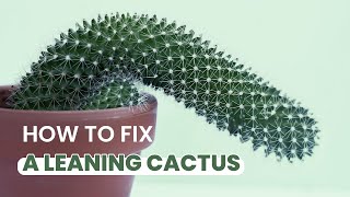 SUCCULENT TIPS  MY CACTUS IS LEANING OVER  CAUSE AND FIXES [upl. by Atsillac]