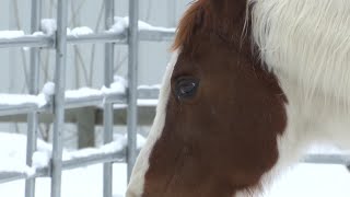 Equine Herpes Virus impacting Flathead local businesses and families [upl. by Mainis]